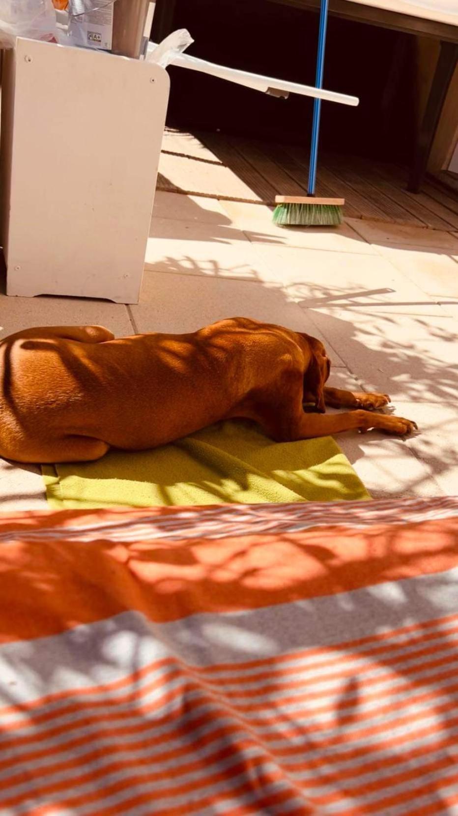 / / Marines De / Saint-tropez Gassin